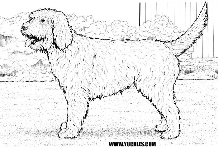 Labradoodle coloring page by yuckles dog coloring page puppy coloring pages labradoodle drawing