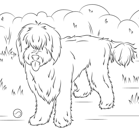 Australian labradoodle coloring page free printable coloring pages