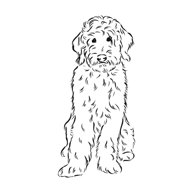 Premium vector labradoodle mix dog