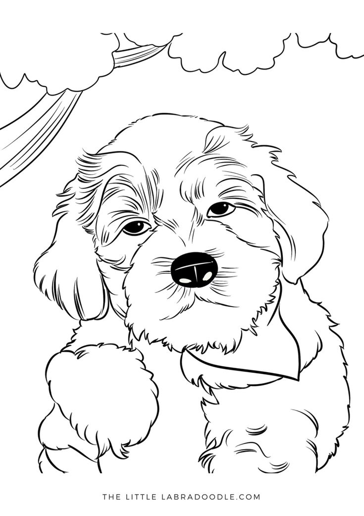 Doodle lovers adult coloring book labradoodle puppy dog coloring page coloring pages art lessons middle school