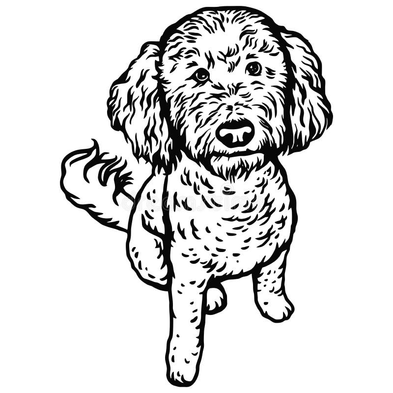 Labradoodle stock illustrations â labradoodle stock illustrations vectors clipart