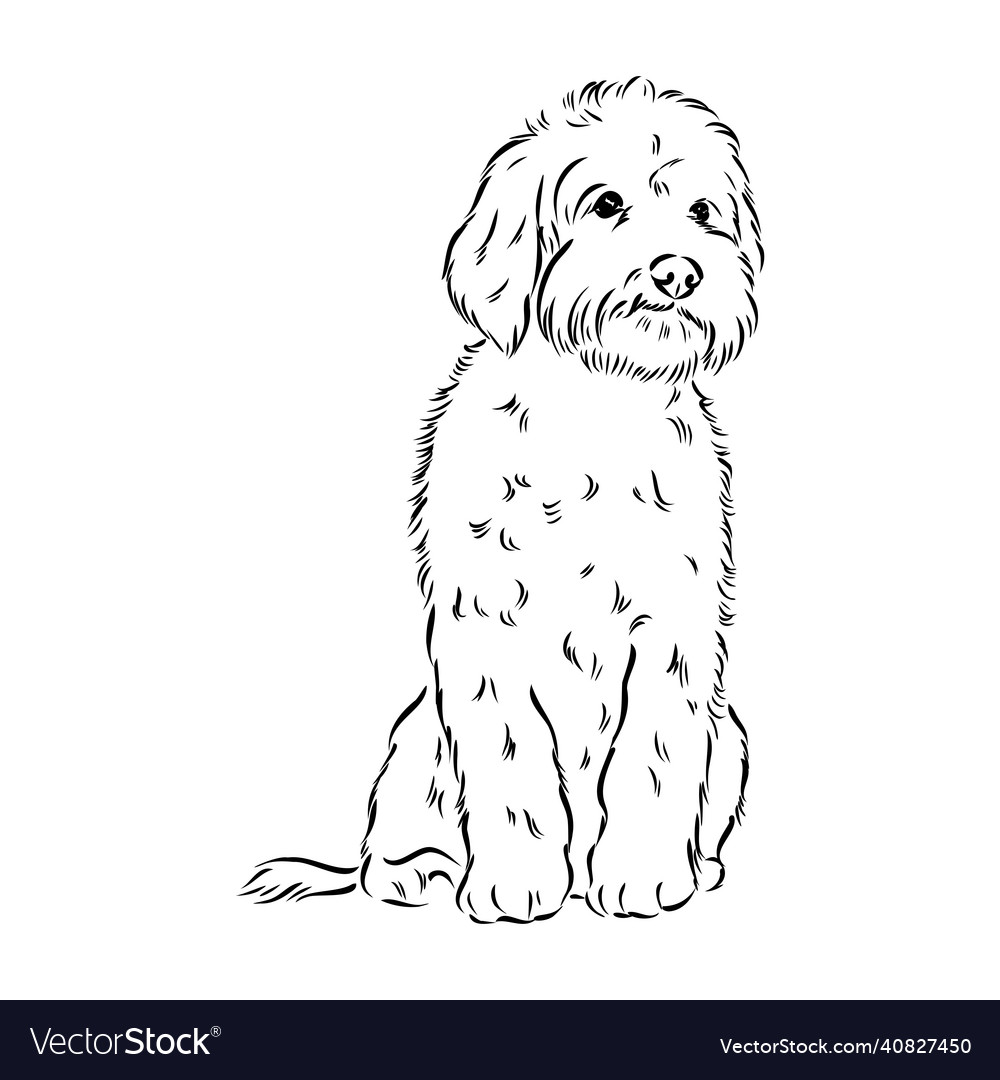 Labradoodle mix dog