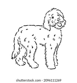 Labradoodle images stock photos d objects vectors