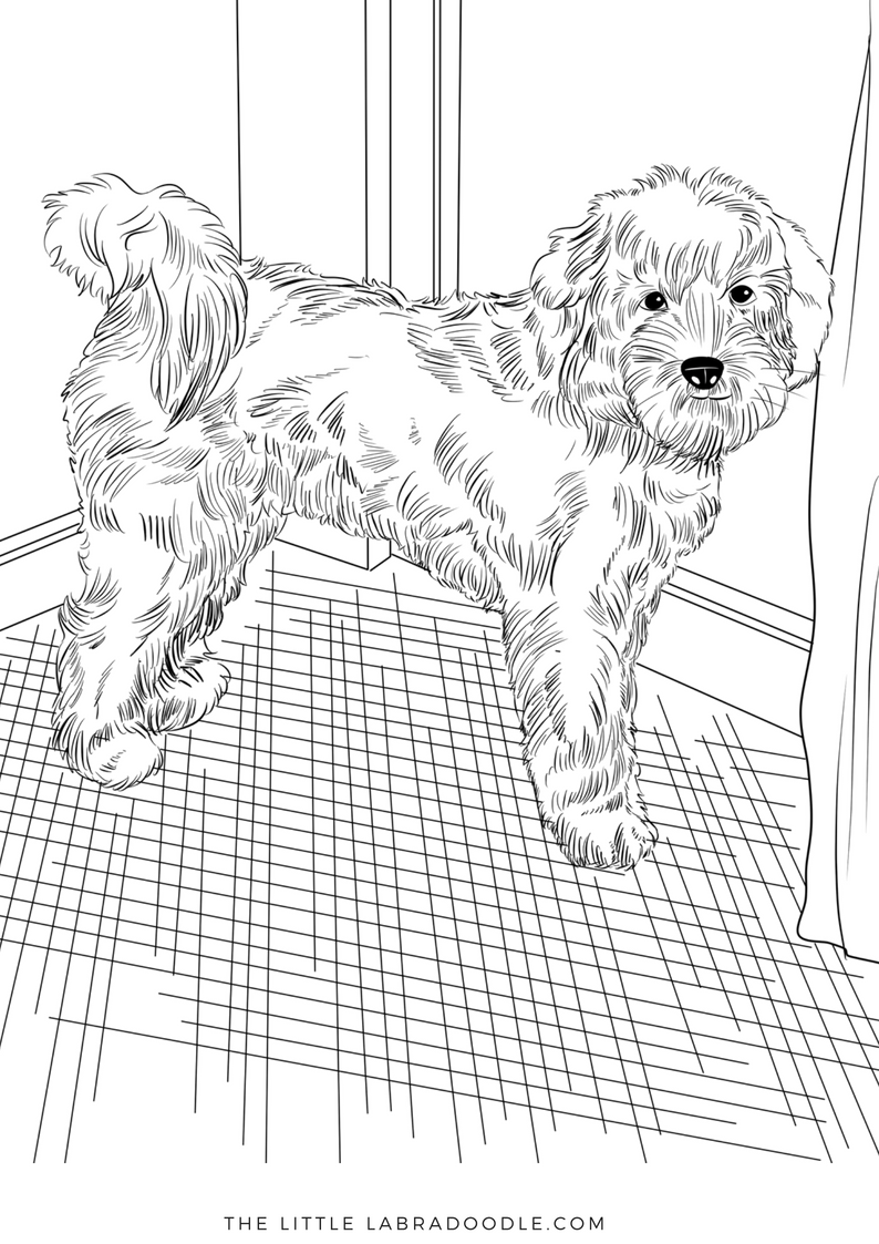 Doodle lovers adult coloring book