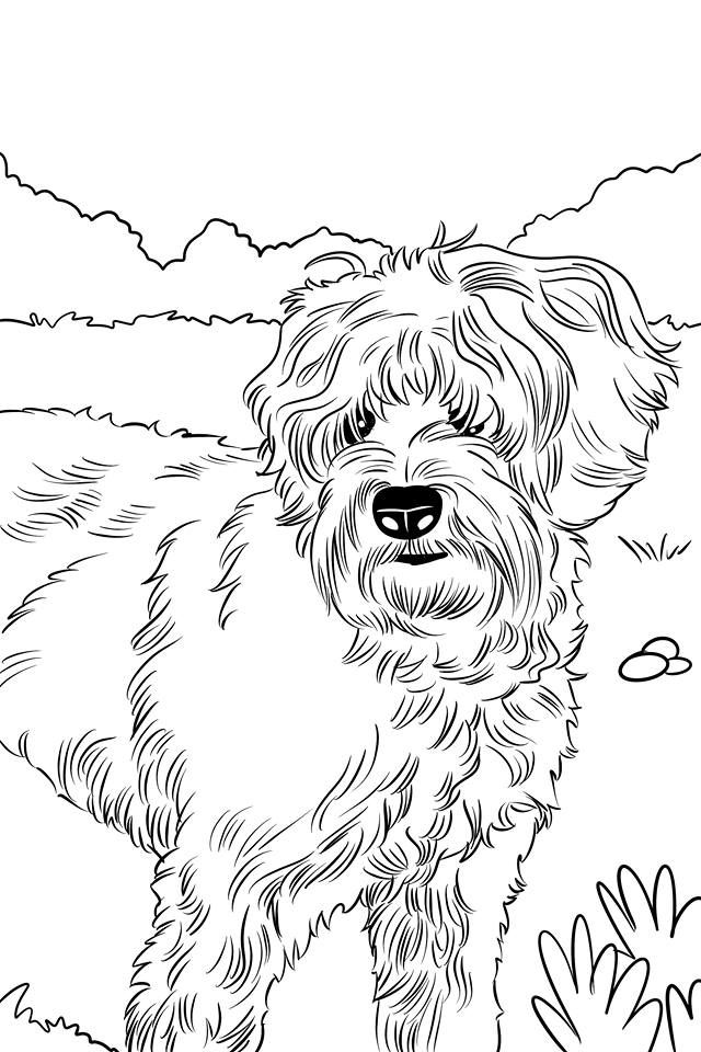 The little labradoodle friends coloring and activitypages thelittlelabradoodle