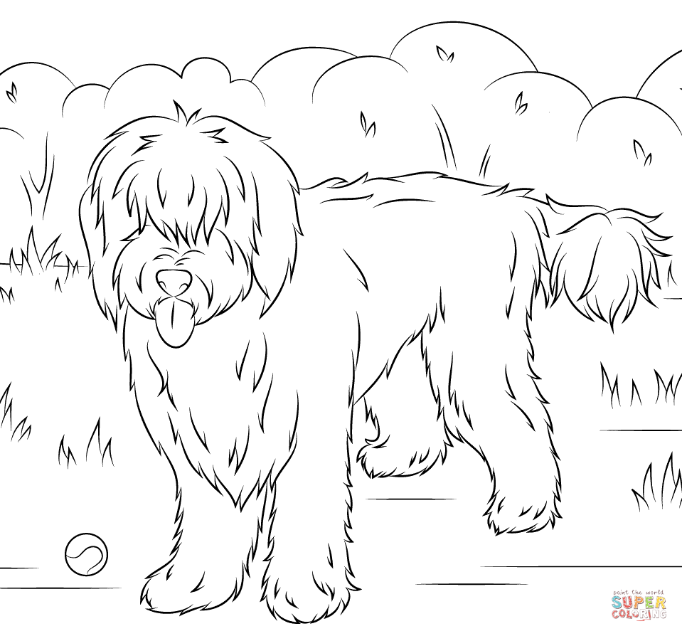 Australian labradoodle coloring page free printable coloring pages