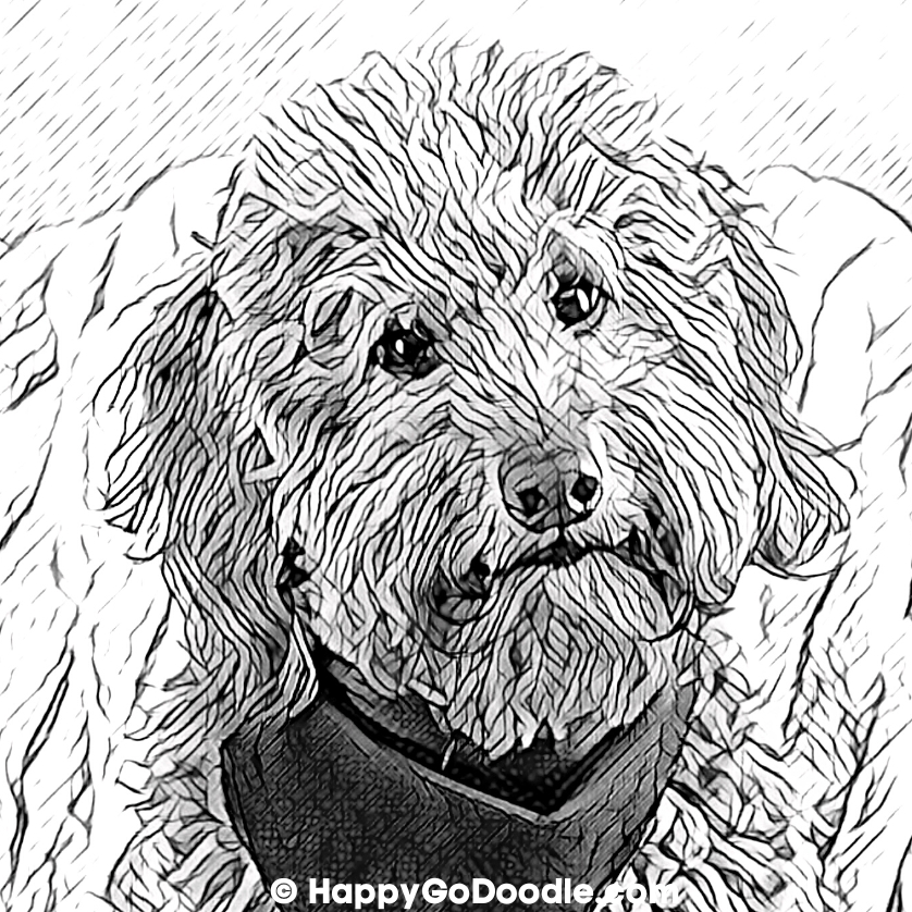 Free goldendoodle coloring pages ð for oodles of cuteness