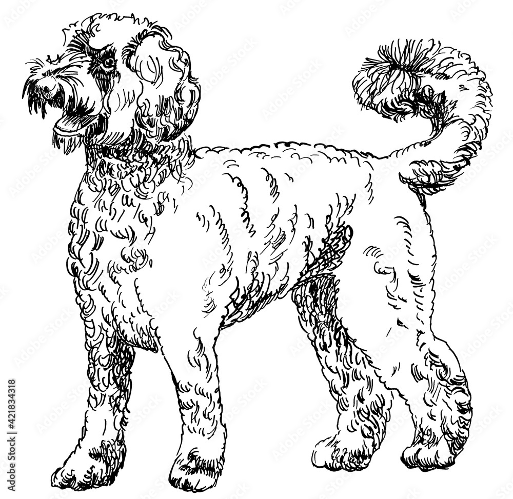 Line drawing of labradoodle illustration