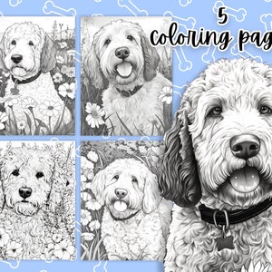 Labradoodle coloring page