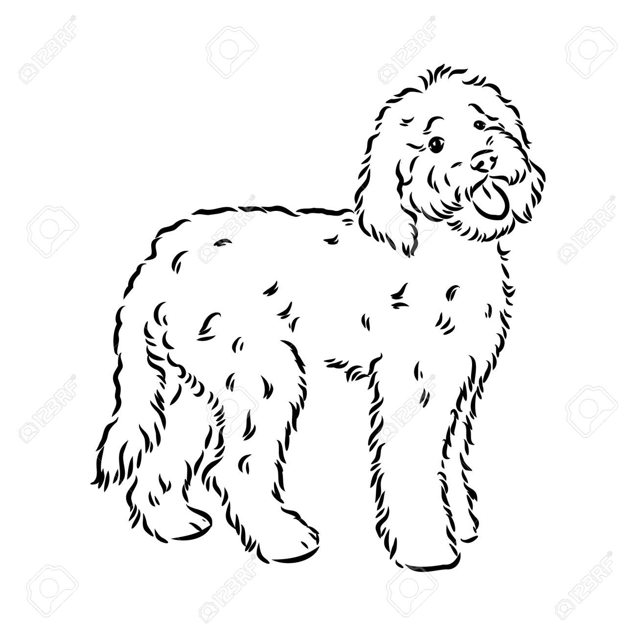 Labradoodle mix dog