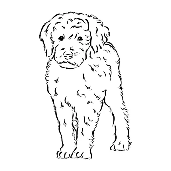 Labradoodle mix dog