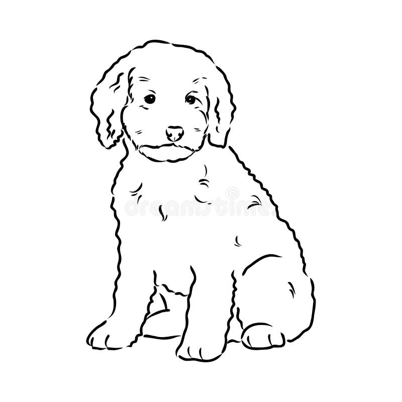 Labradoodle silhouette stock illustrations â labradoodle silhouette stock illustrations vectors clipart