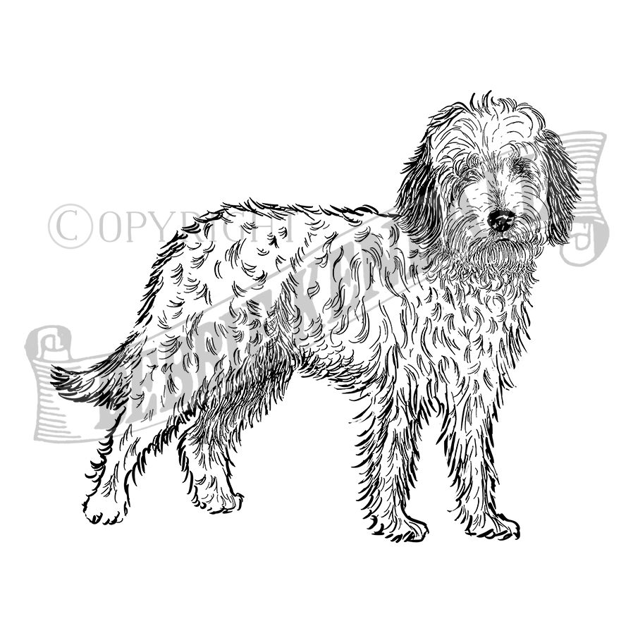 Labradoodle dog rubber stamp from the english stamp pany