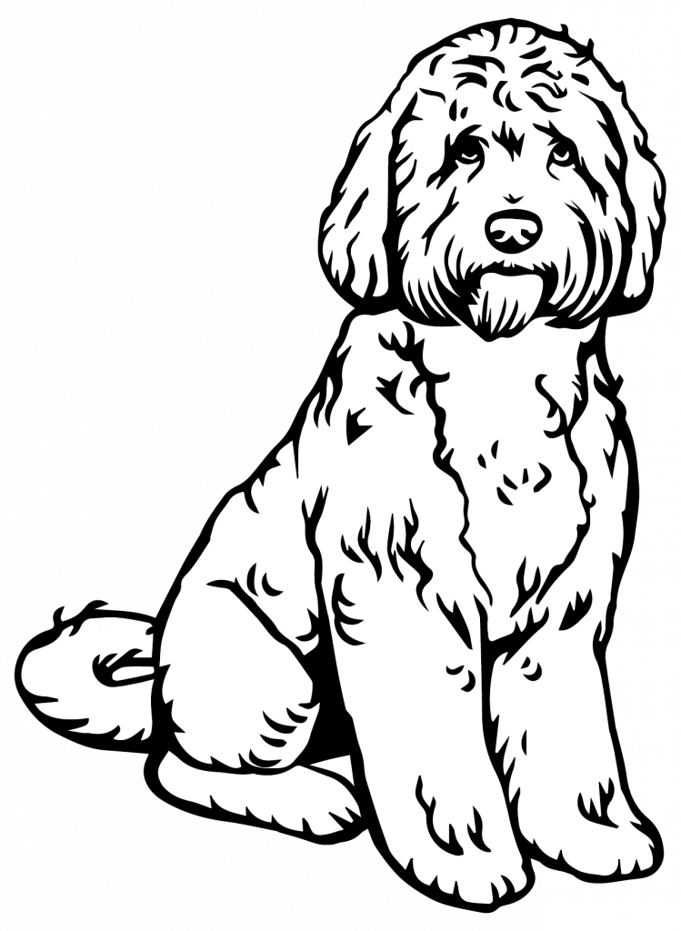 Labradoodles for adoption in texas