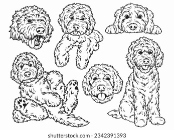 Goldendoodle stock photos and pictures