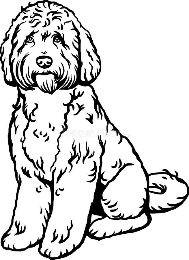 Labradoodle dog stock illustrations â labradoodle dog stock illustrations vectors clipart