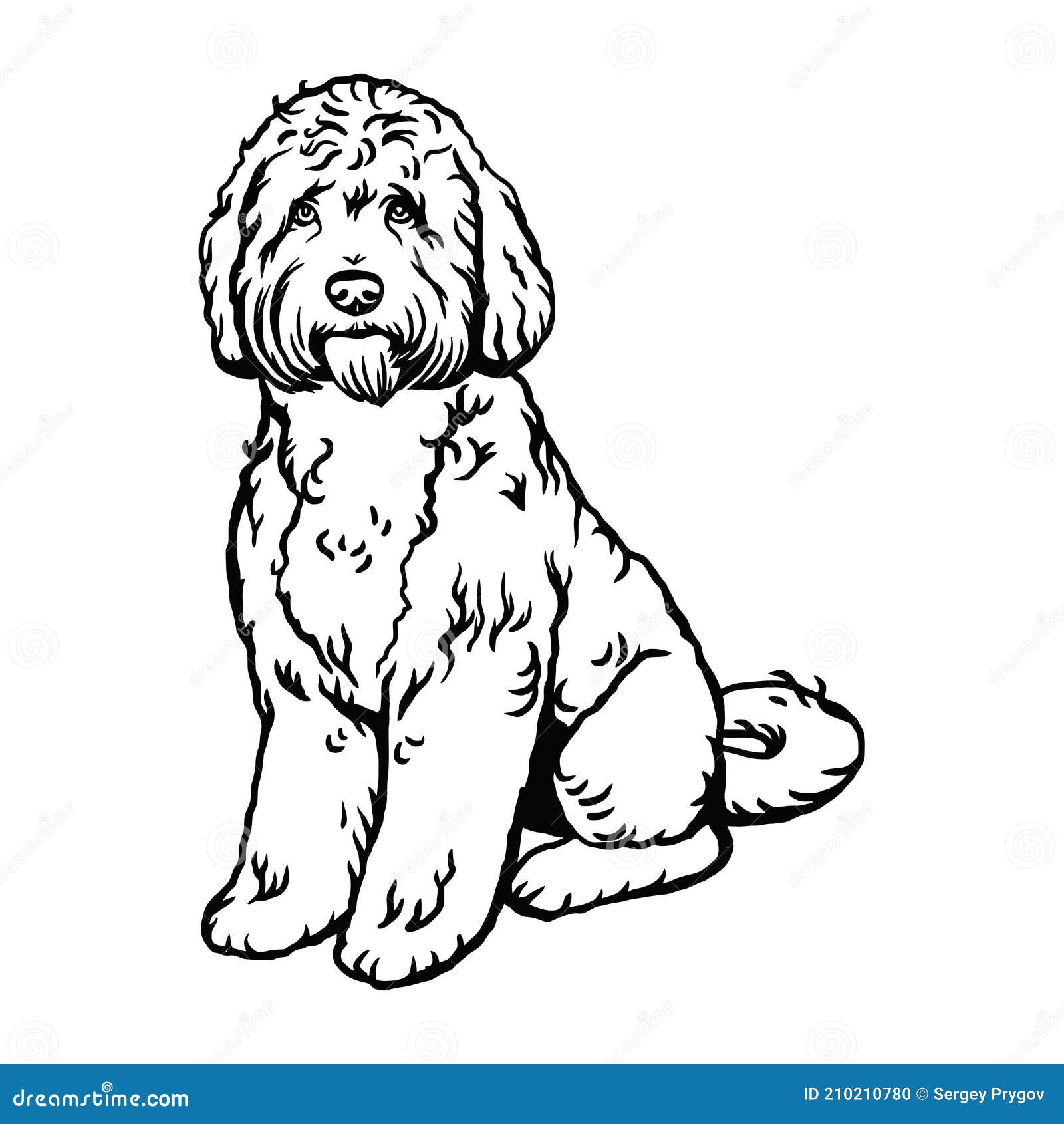 Labradoodle mix dog