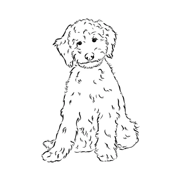 Labradoodle vector images