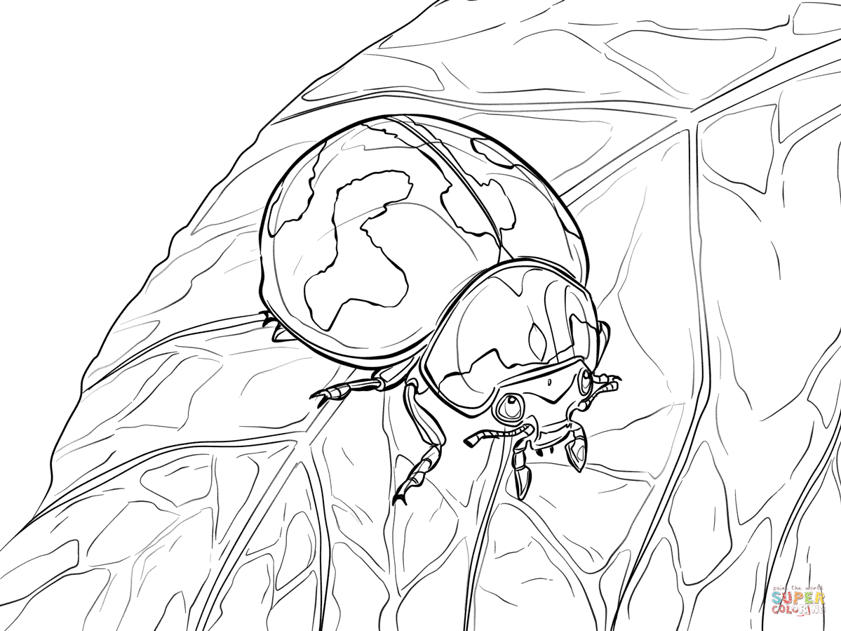 Transverse lady beetle coloring page free printable coloring pages