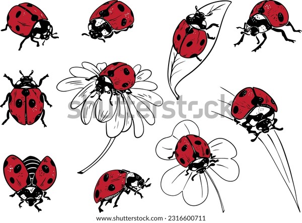 Lady bug sketch images stock photos d objects vectors