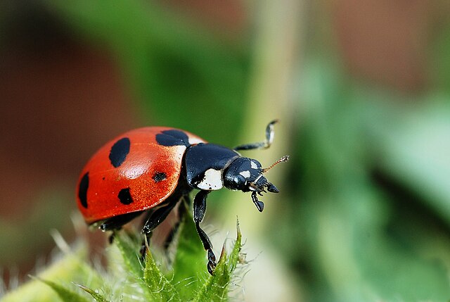 Lady beetle
