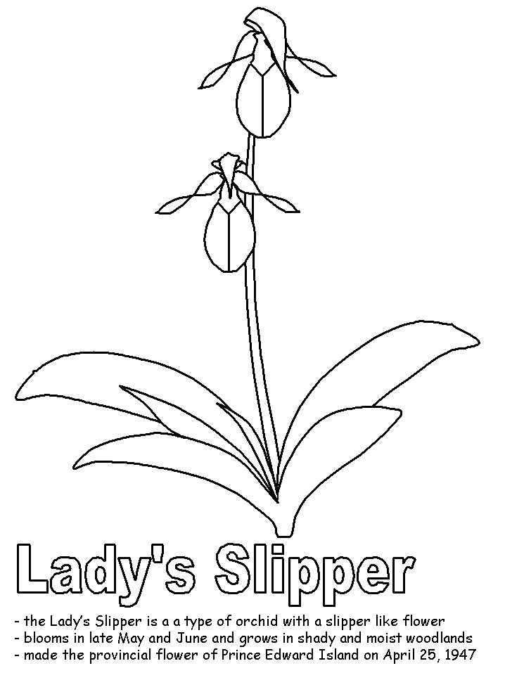 Lady slipper with labels womens slippers flower drawing stained glass flowers