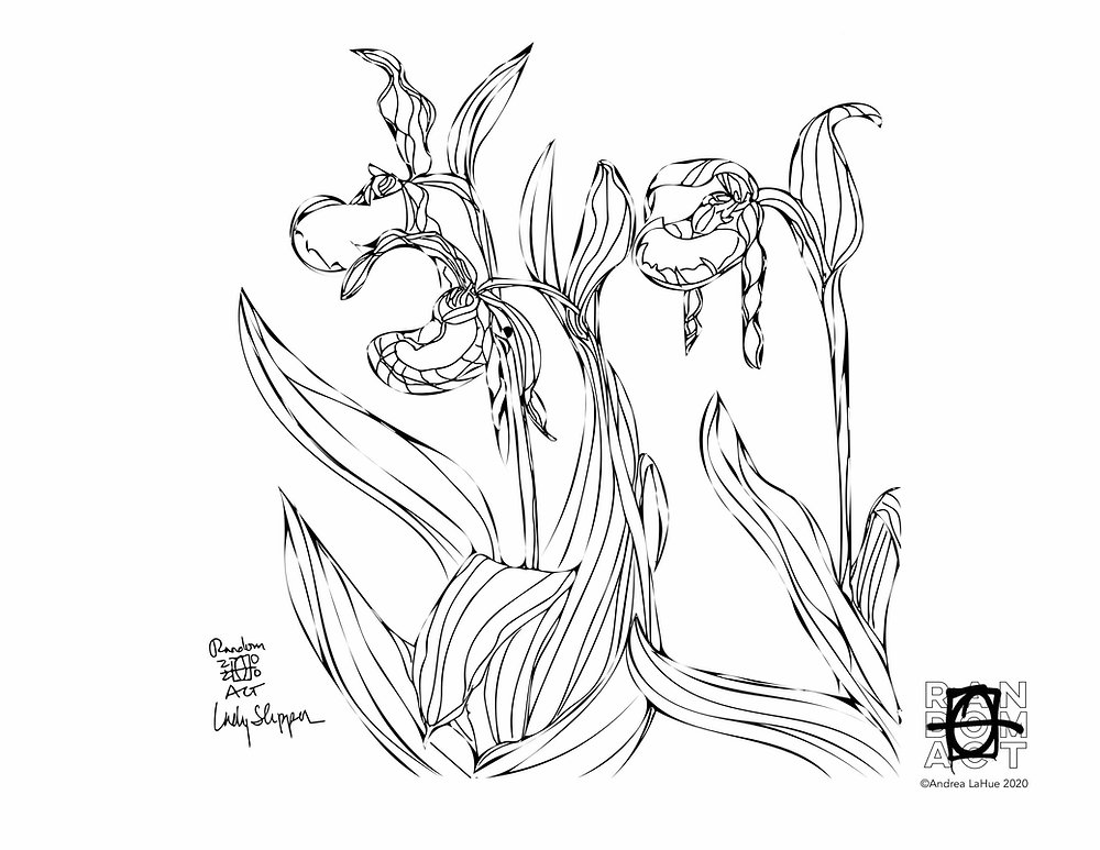 Curious coloring pages lady slipper oyster toadfish dragon fun