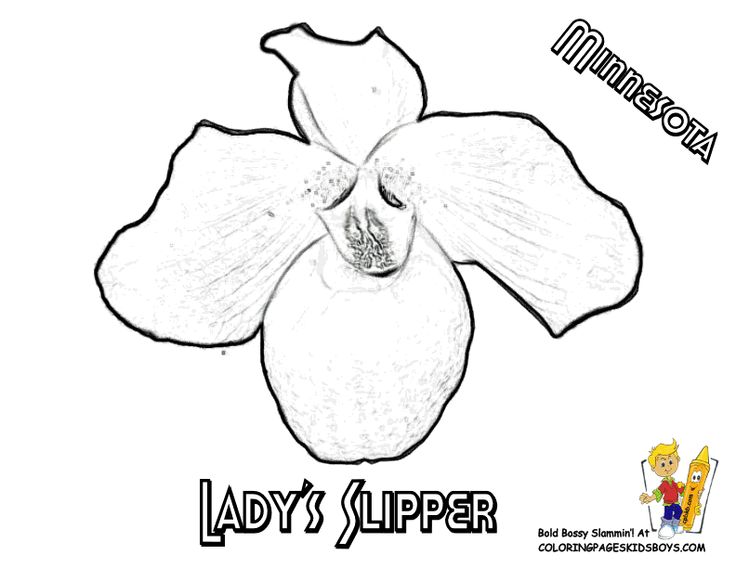 Minnesota state flower coloring page pink white ladys slipper minnesota coloring pages flower coloring pages flower printable