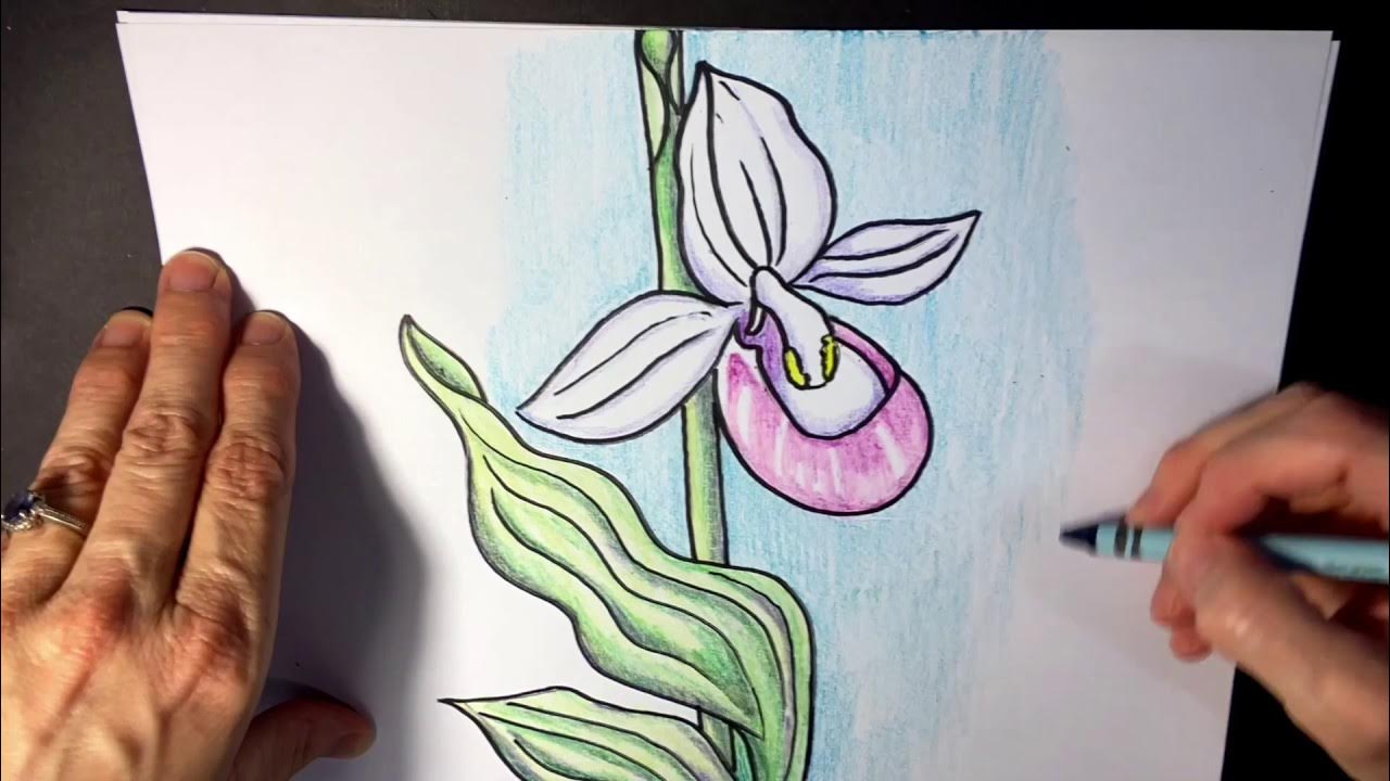 Draw a lady slipper
