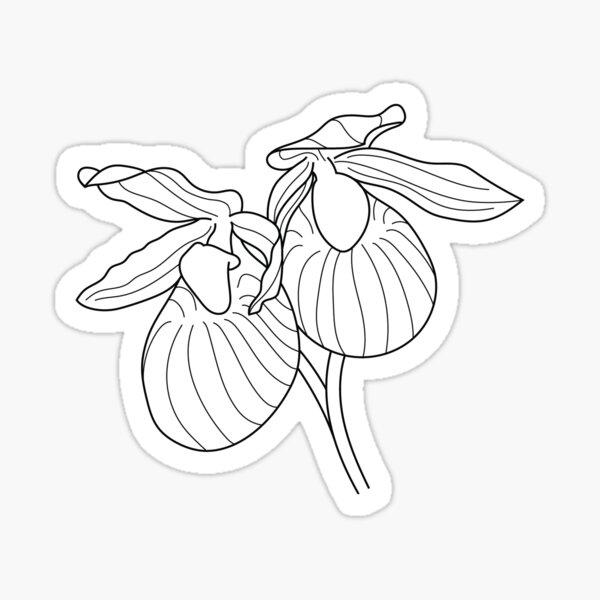 Lady slipper illustration sticker for sale by ali juntunen