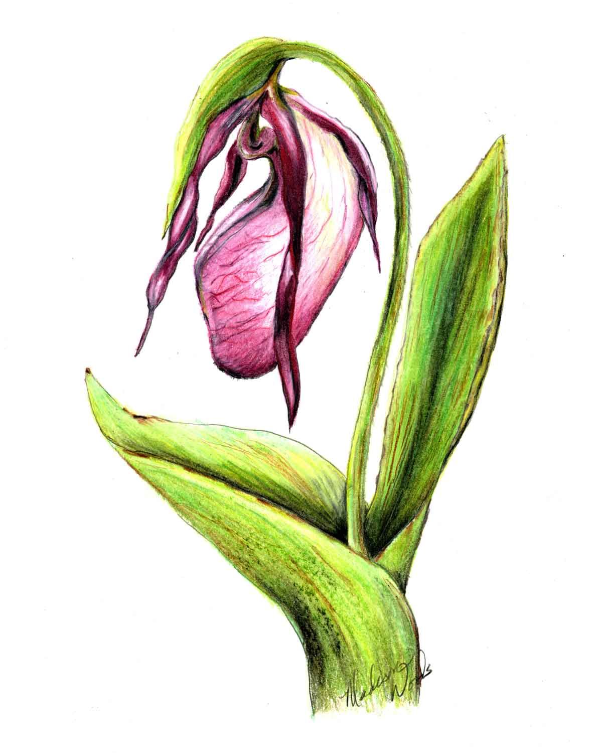 Drawing a pink ladys slipper series of six orchids painting flowers tutorial drawings pink lady slipper