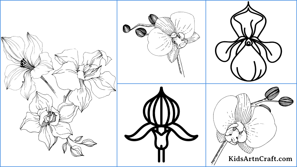 Ladys slipper orchid coloring pages for kids â free printables