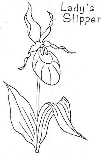 Wb lady slipper flower drawing lady slipper flower floral drawing