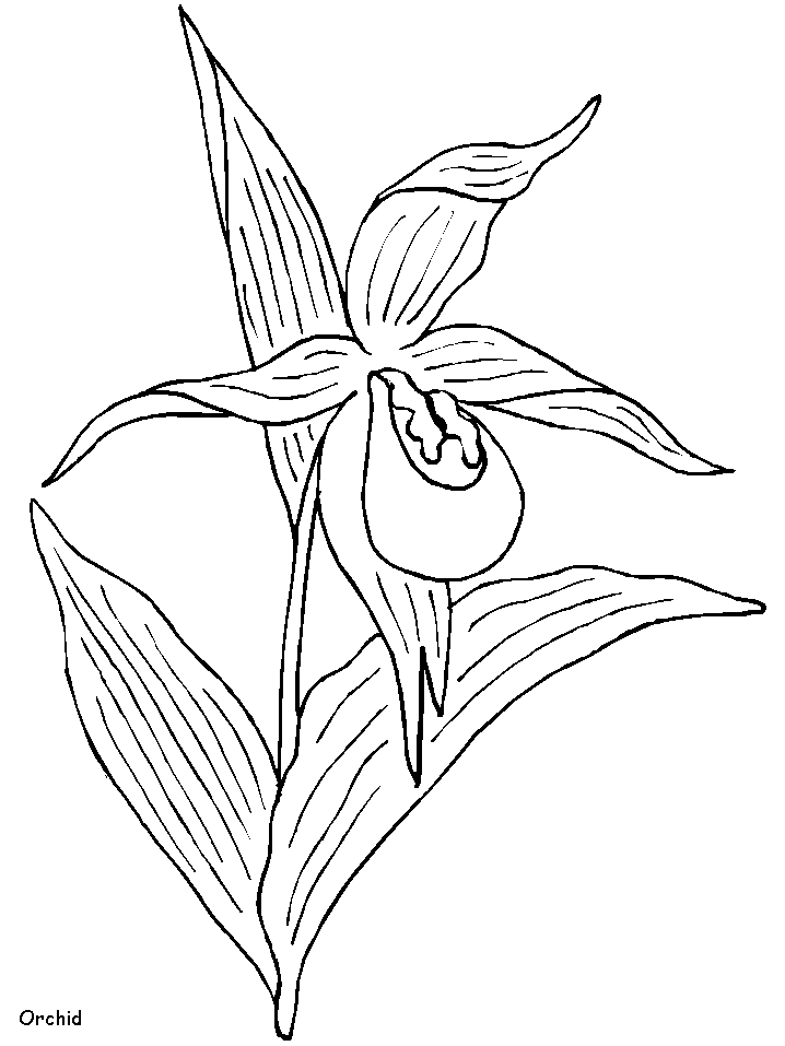 Orchid coloring pages