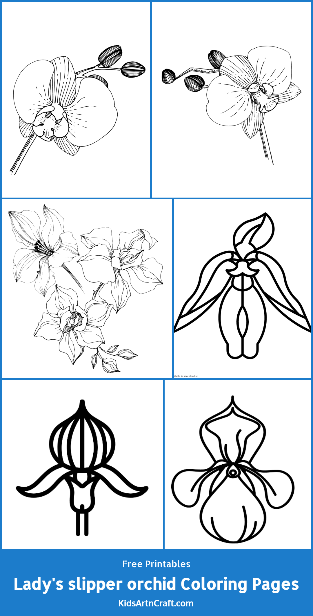 Ladys slipper orchid coloring pages for kids â free printables
