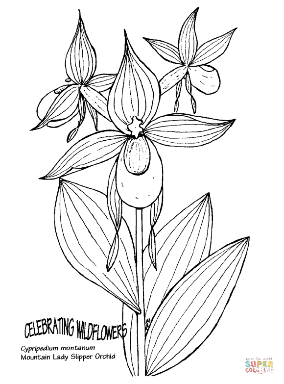 Mountain lady slipper orchid coloring page free printable coloring pages