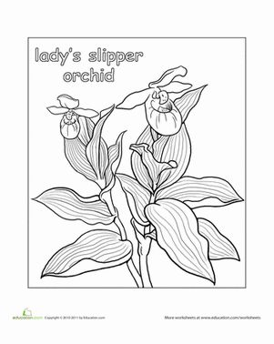Lady slipper orchid worksheet education lady slipper orchid orchids coloring pages
