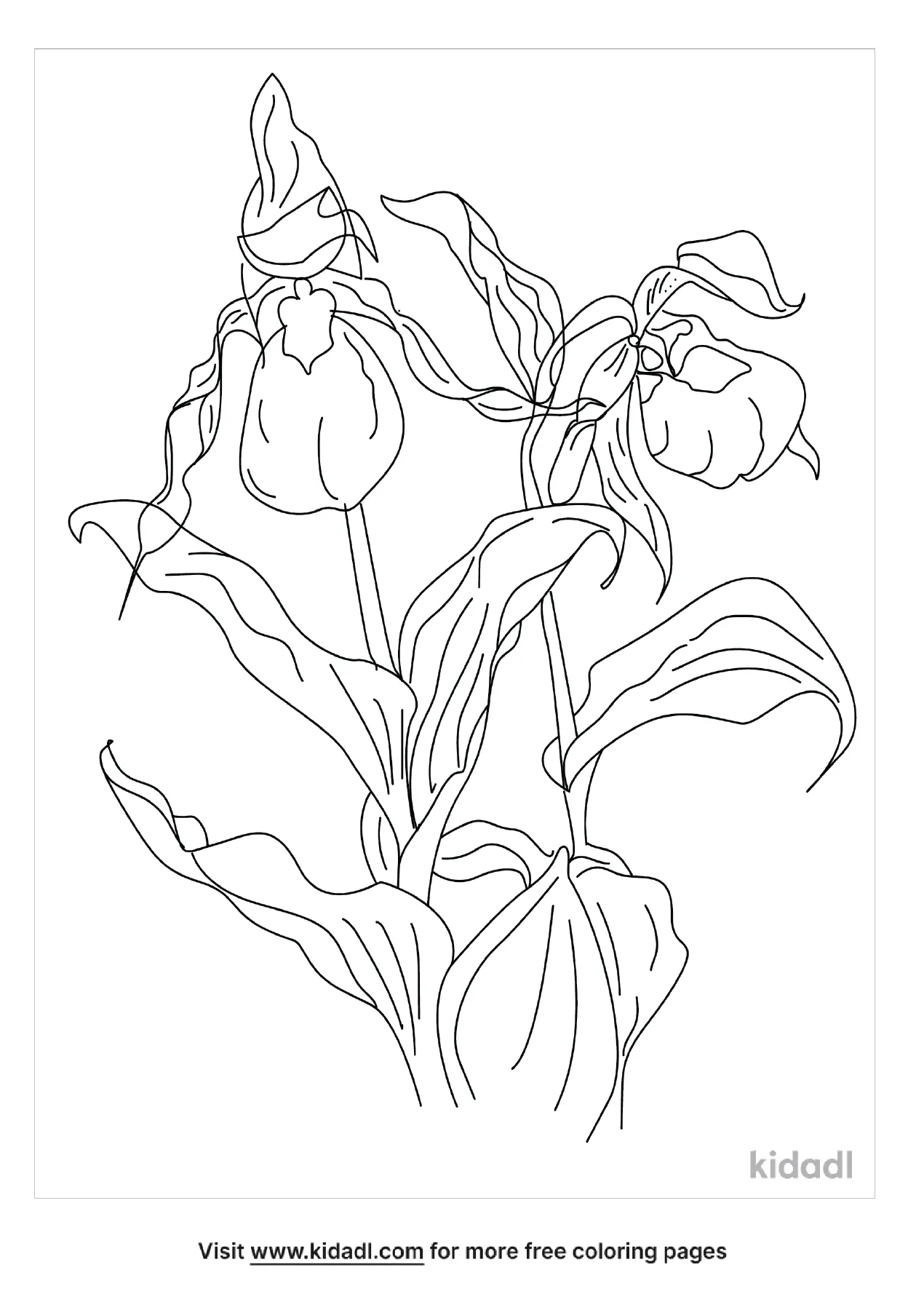 Free lady slipper coloring page coloring page printables