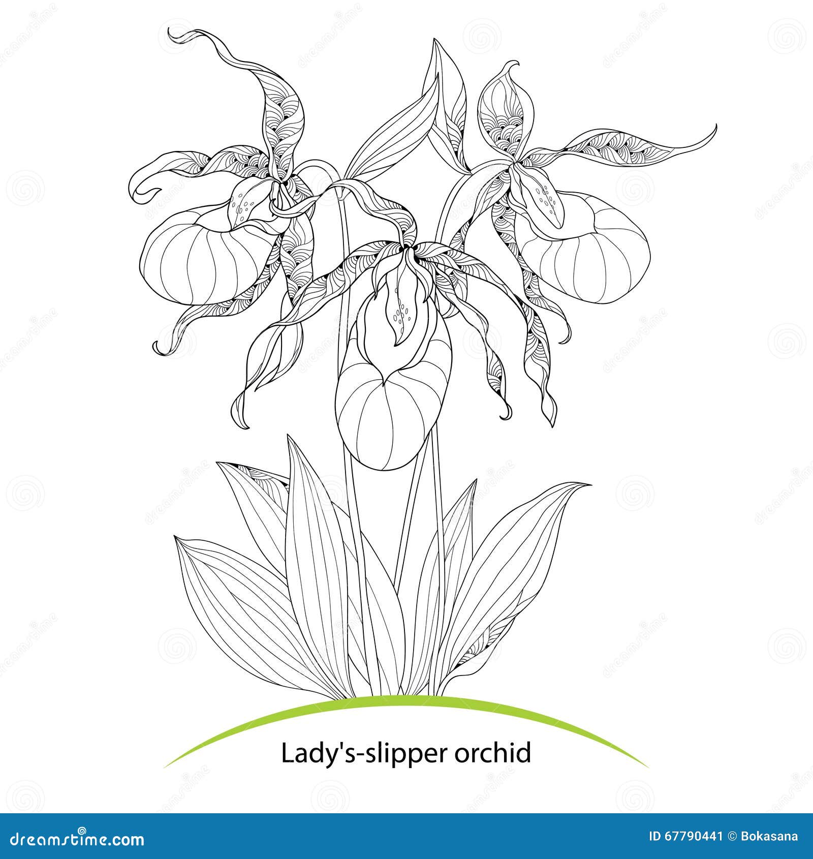 Lady slipper flower outline stock illustrations â lady slipper flower outline stock illustrations vectors clipart