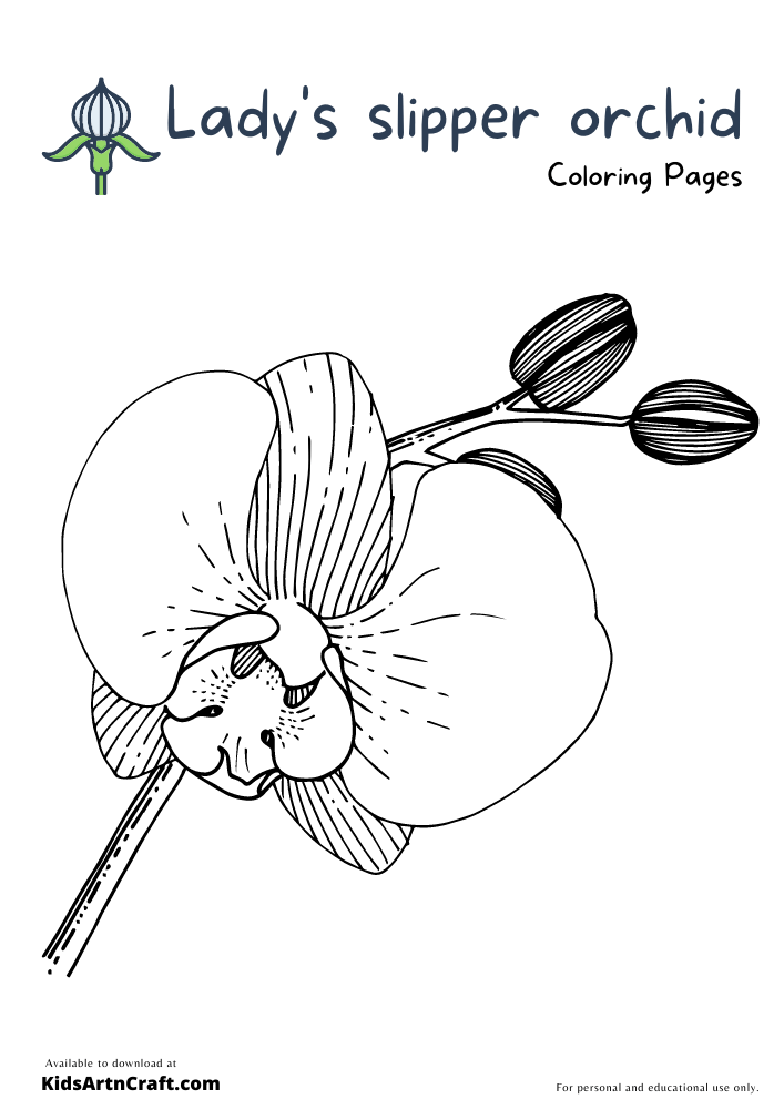 Ladys slipper orchid coloring pages for kids â free printables