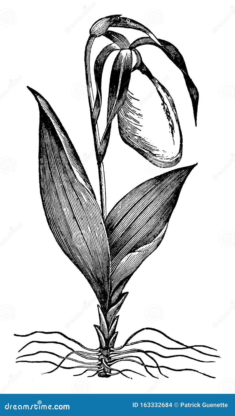 Lady slipper flower stock illustrations â lady slipper flower stock illustrations vectors clipart