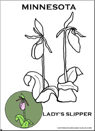 Minnesota state flower