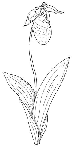 Pinkladysslipperjpg ã botanical painting flower drawing lady slipper orchid