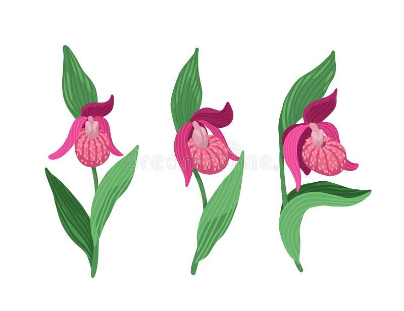 Lady slipper flower stock illustrations â lady slipper flower stock illustrations vectors clipart