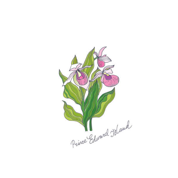 Lady slipper stock illustrations royalty