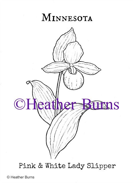 Minnesota state flower pink and white lady slipper coloring books lady slipper flower pink