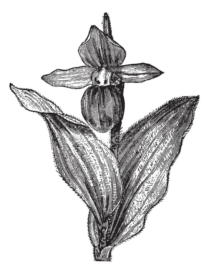 Lady slipper flower stock illustrations â lady slipper flower stock illustrations vectors clipart
