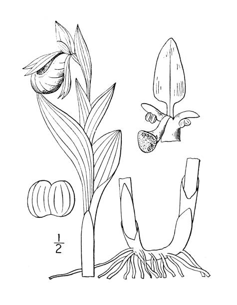 Lady slipper stock illustrations royalty