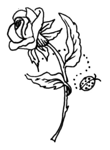 Rose with a ladybird coloring page free printable coloring pages