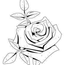 Lily of the valley and lady bird coloring pages